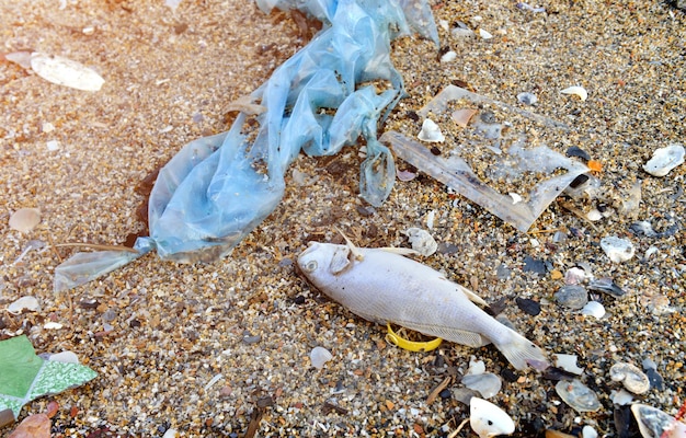 Peixe morto na praia com ambiente de poluição de plástico e lixo.