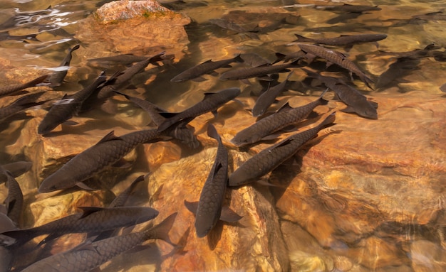 Foto peixe na cachoeira