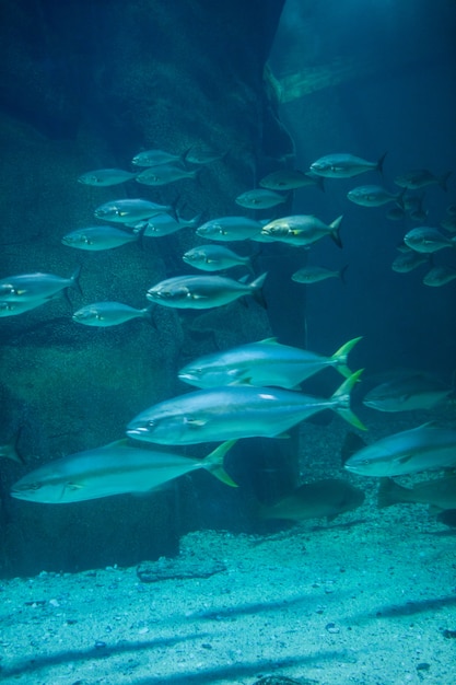 Peixe nadando no tanque