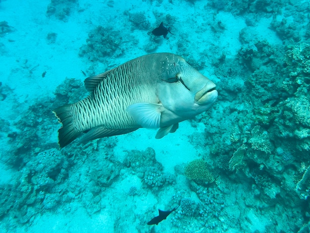 Foto peixe napoleão mar vermelho egito