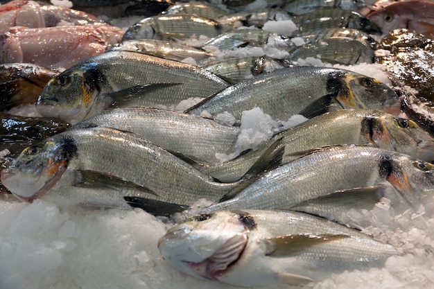 peixe no balcão do mercado espanhol