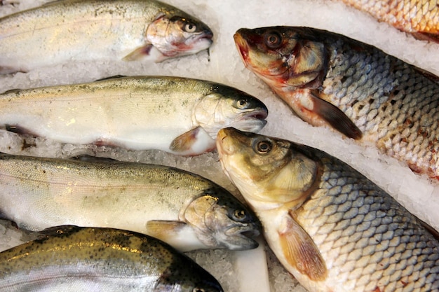 peixe no balcão do mercado