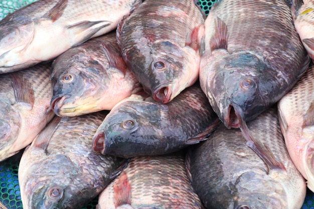 peixe no mercado