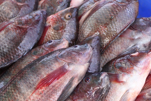 Peixe no mercado