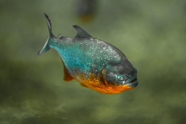 Peixe-pacu piranha Colossoma macropomum Cativo ocorre na América do Sul