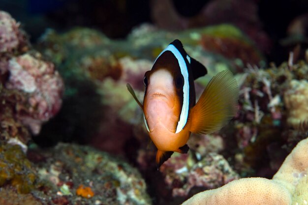 Peixe-palhaço - Amphiprion clarkii. Vida marinha de Bali.