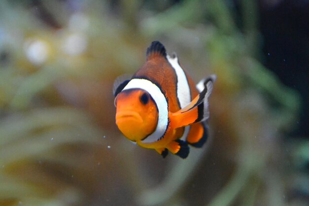 Peixe-palhaço anemonefish amphiprioninae nadando