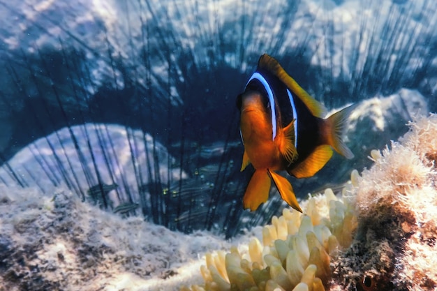 Peixe-palhaço do mar vermelho (amphiprion bicinctus) mar vermelho, vida marinha