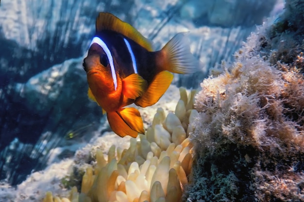 Peixe-palhaço do Mar Vermelho (Amphiprion bicinctus) Mar Vermelho, vida marinha