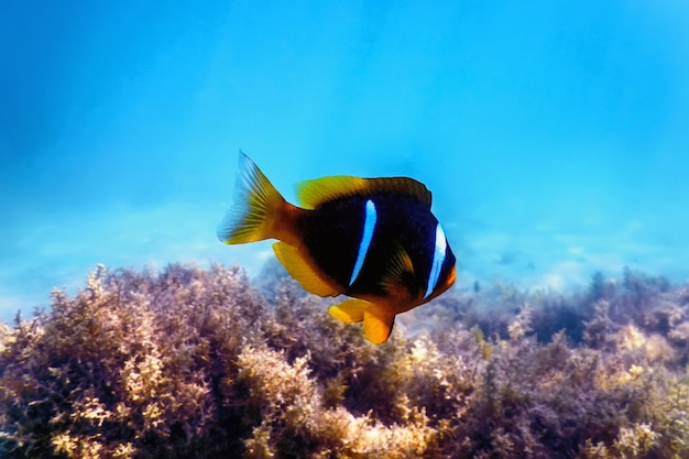 Peixe-palhaço do Mar Vermelho (Amphiprion bicinctus) Mar Vermelho, vida marinha