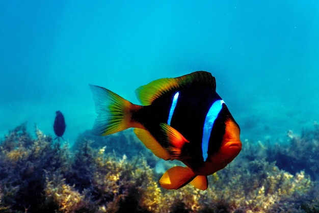 Peixe-palhaço do Mar Vermelho Amphiprion bicinctus Mar Vermelho