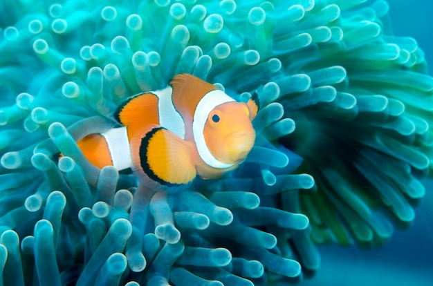 Peixe-palhaço incrível mundo subaquático de Bali