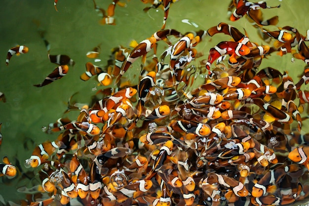 Peixe-palhaço na piscicultura