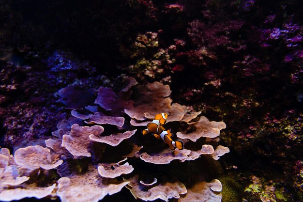 Foto peixe palhaço nadando no mar