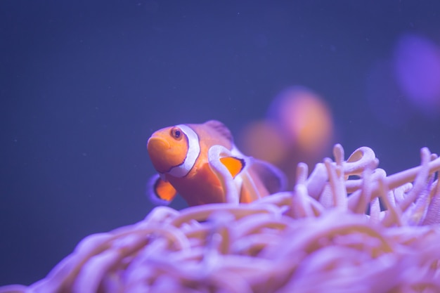 Peixe-palhaço Ocellaris, anemonefish palhaço, peixe-palhaço, peixe-palhaço de percula falsa