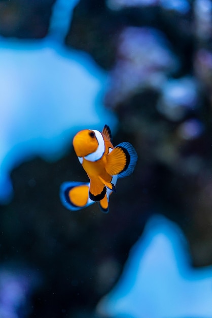 Peixe-palhaço ou anemonefish da família Pomacentridae nadando sobre um recife de coral