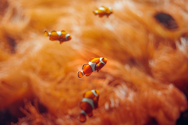 Peixe-palhaço. peixes de cor laranja em anêmonas no mundo subaquático.