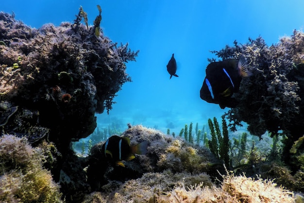 Peixe-palhaço vermelho Amphiprion bicinctus Mar Vermelho