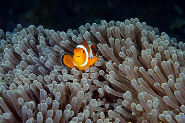 Peixe-palhaço - Western Anemonefish - Amphiprion ocellaris em uma anêmona. Bali, Indonésia.