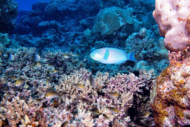 Peixe papagaio debaixo d'água