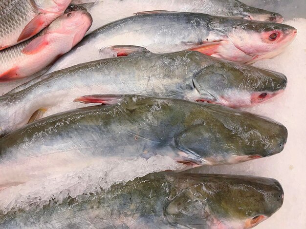 Foto peixe para venda na bancada do mercado