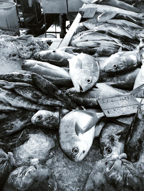 Foto peixe para venda no mercado