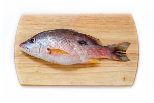 Peixe pargo na placa de bloco de corte de madeira em fundo branco