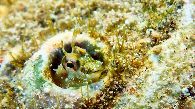 Peixe pequeno bonito no Mar Vermelho, Eilat, Israel.