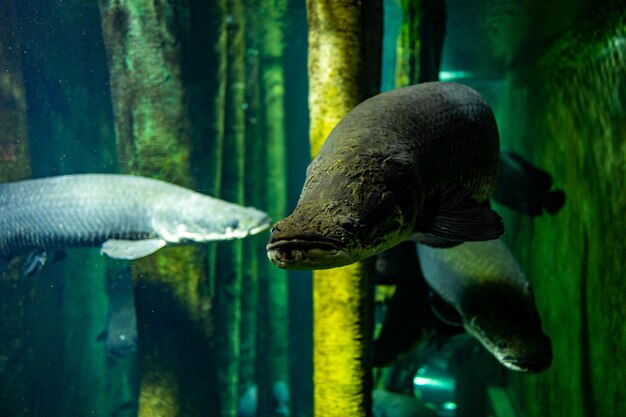 peixe pequeno nadando no aquário do zoológico de Zaragoza, na Espanha, em um fundo escuro