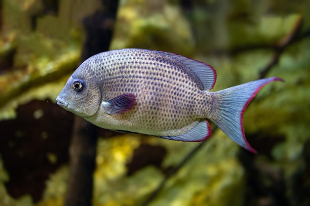 peixe pequeno nadando no aquário do zoológico de Zaragoza, na Espanha, em um fundo escuro