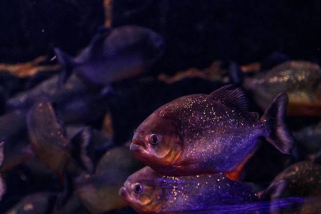 Peixe Piranha Comum Pygocentrus nattereri