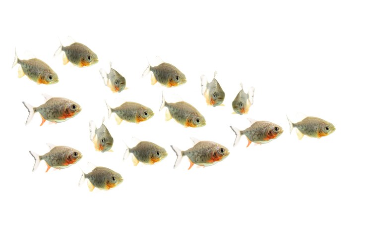 Foto peixe piranha nadando em fundo branco