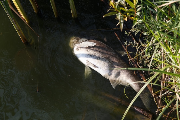 Peixe podre morto na margem do lago poluído. O peixe não consegue suportar o calor anormal e morre por falta de oxigênio.