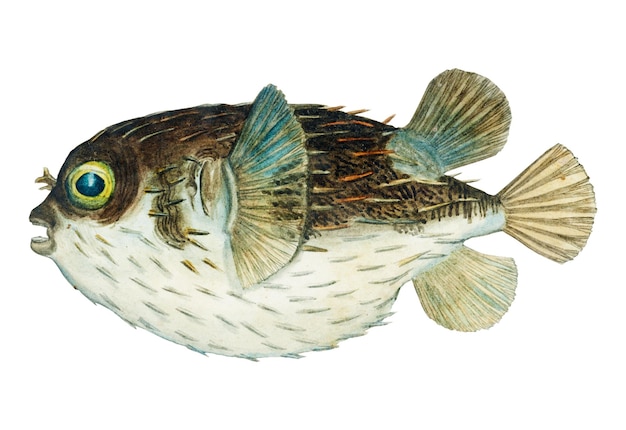 Peixe porco-espinho vintage animal aquático ilustração png desenhada à mão