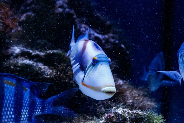 Peixe-porco pintado de peixe rhinecanthus aculeatus