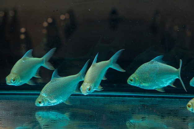 Peixe prateado bonito está nadando levemente