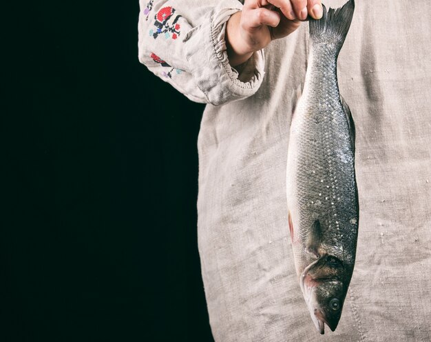 Peixe robalo inteiro fresco nas mãos femininas