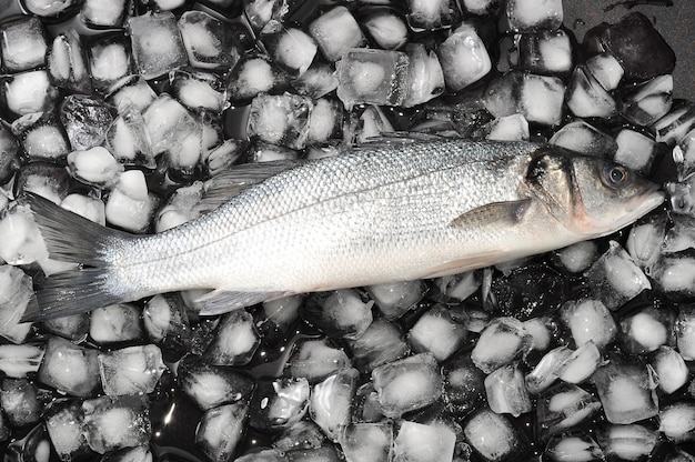 Peixe robalo no gelo