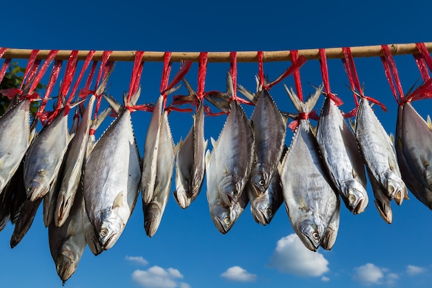 Peixe salgado tailandês pendurado para secar na praia com fundo de céu azul