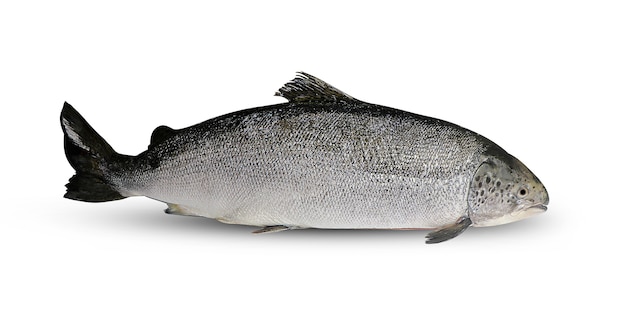 Peixe salmão isolado em fundo branco