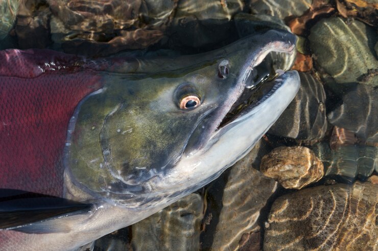 Peixe salmão vermelho selvagem Sockeye Salmon Oncorhynchus nerka nadando em águas rasas no rio, respira pesadamente. Coloração vermelha salmão do Pacífico durante a desova, morrendo após a desova. Close-up de focinho de peixe