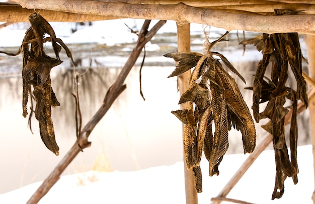 Peixe seco dos aborígenes Kamchatka