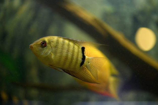 Peixe Severum Cichlid nada no aquário.
