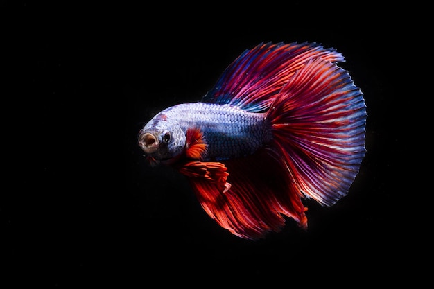 Peixe siamês a lutar contra um fundo preto