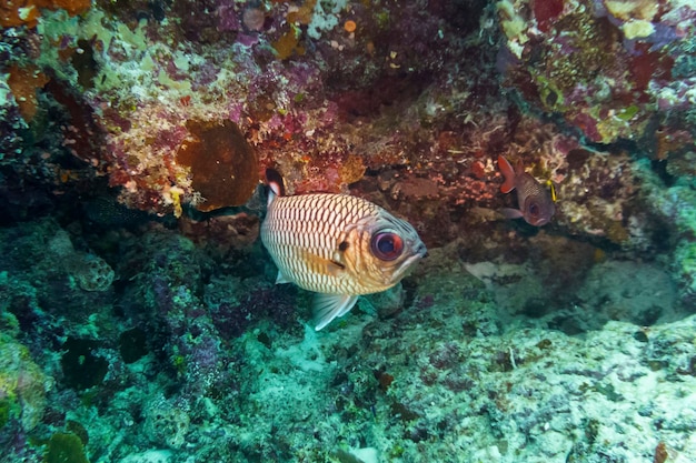 Peixe-soldado de ponta preta Myripristis botche no recife de coral da ilha das Maldivas Vida selvagem marinha tropical e de coral Mundo subaquático bonito Fotografia subaquática