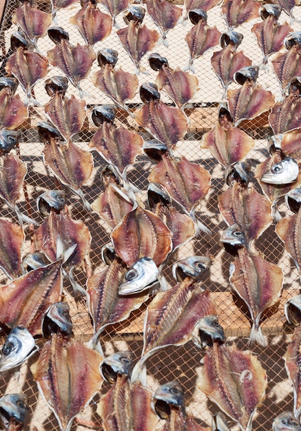 Peixe Stocki ou arrastando na praia na Nazaré, Portugal