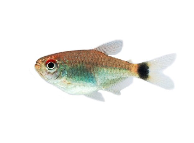 Peixe tetra red eye isolado no fundo branco