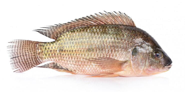 Foto peixe tilápia isolado no branco