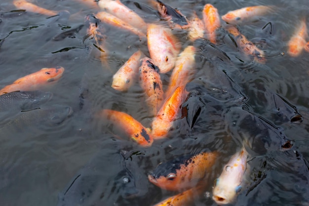 Peixe tilápia vermelho na lagoa