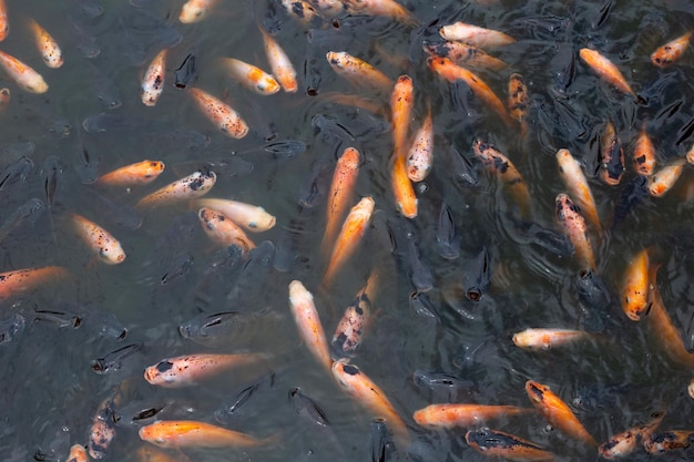 Peixe tilápia vermelho na lagoa